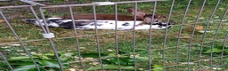 Rex rabbits for sale: 2 beautiful male rex rabbits in Leighton Buzzard - Advert 1