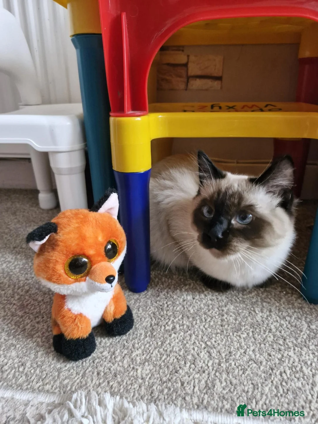 Ragdoll cats for sale: Simba in Paisley - Advert 2