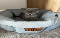 Scottish Fold cats for sale: Scottish Straight, Blue.  - Image 5