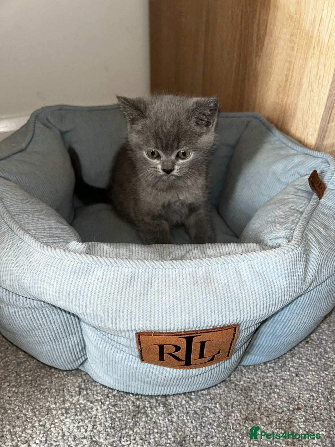 Scottish Fold cats for sale: Scottish Straight, Blue.  - Image 5