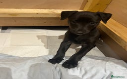 Whippet dogs for sale: 🐾 KC Registered Black Whippet Puppies 🐾 - Image 16