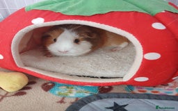 Guinea Pig rodents for sale: Pair of female guinea pigs with complete set up - Image 3
