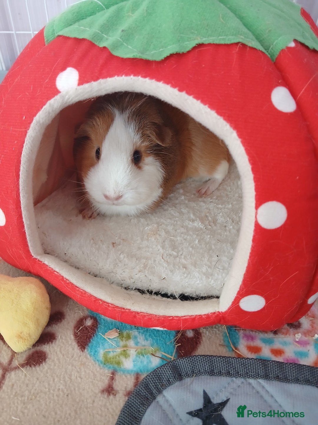 Guinea Pig rodents for sale: Pair of female guinea pigs with complete set up - Image 3