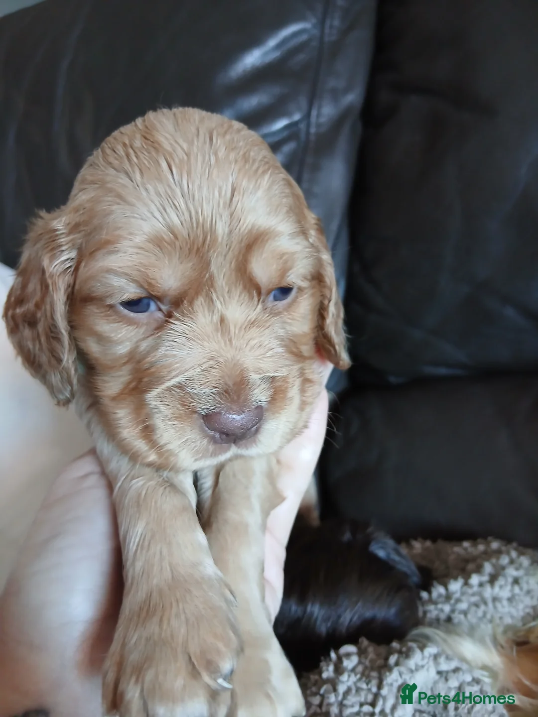 Cocker Spaniel dogs for sale: Show x working Cocker spaniel puppies Liver/golden - Advert 2