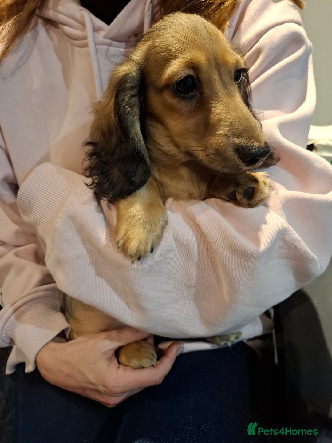 Miniature Dachshund dogs for sale: Mini Long Haired Male / Female Dachshund - Advert 7