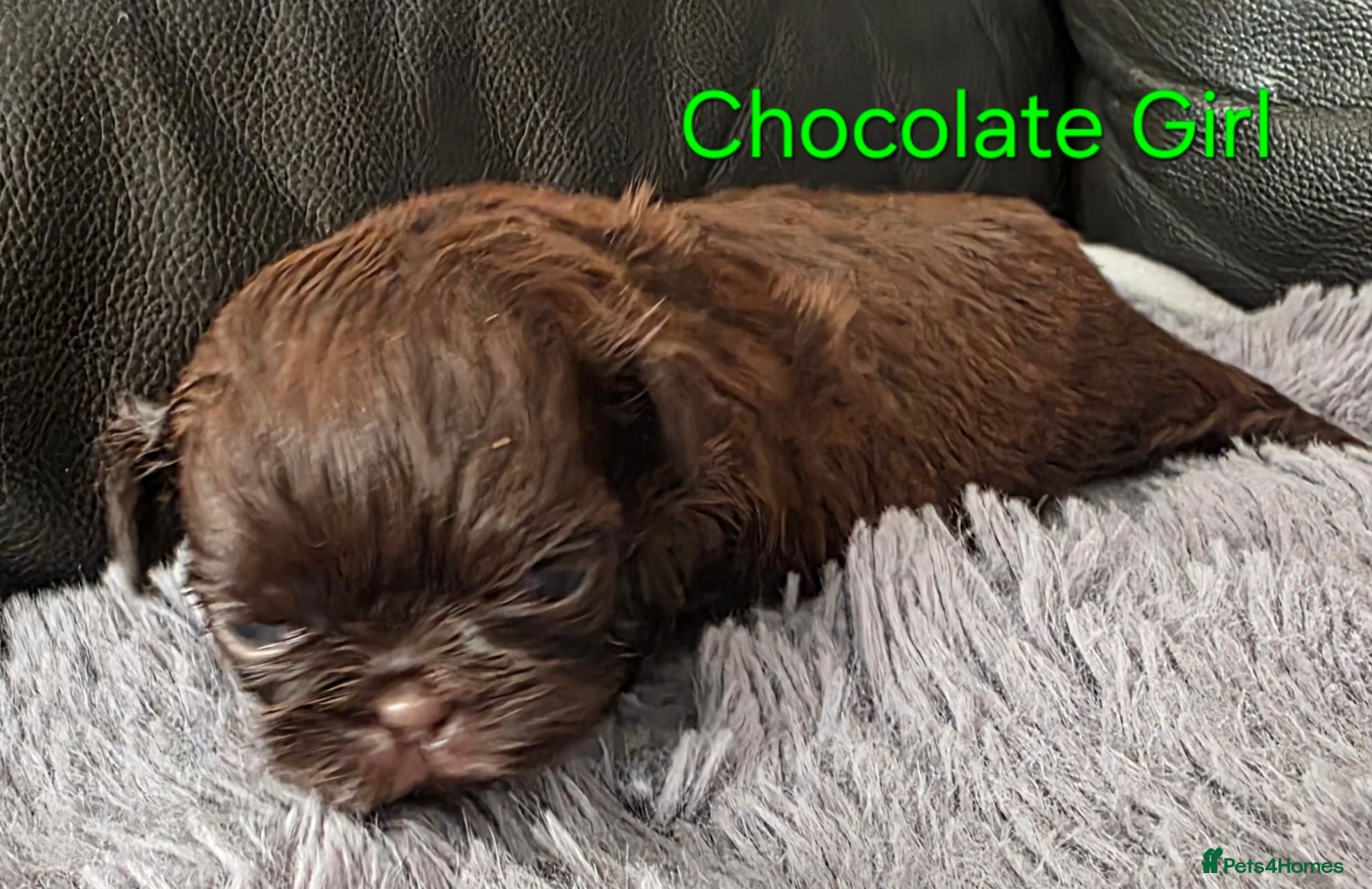 Shih Tzu dogs Amazing imperial shih tzu puppies  - Advert 1