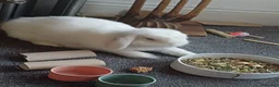 English Lop rabbits for sale: ADORABLE TITi in Bridgwater - Advert 3