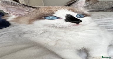 Ragdoll cats - Advert 11