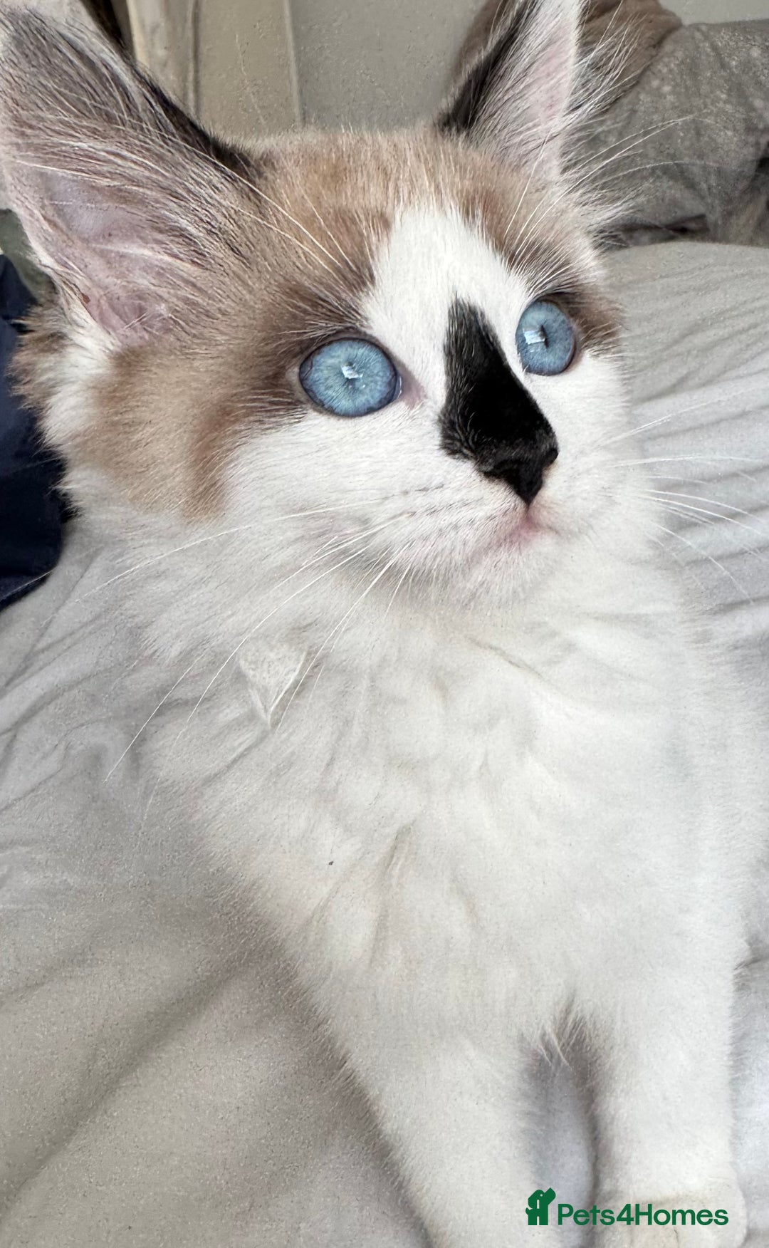 Ragdoll cats for sale: Beautiful Blue Ragdoll kitten for sale  - Image 2