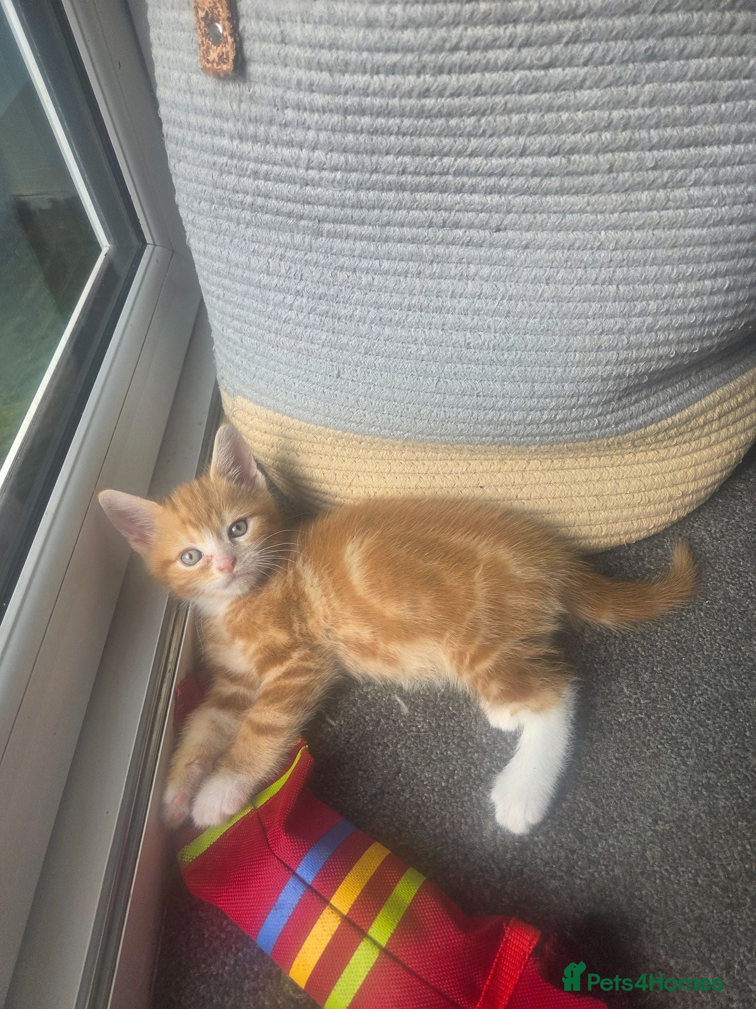 Mixed Breed cats Last ginger boy ready to leave tomorrow  - Advert 1