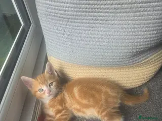 Mixed Breed cats Last ginger boy ready to leave tomorrow - Advert 1