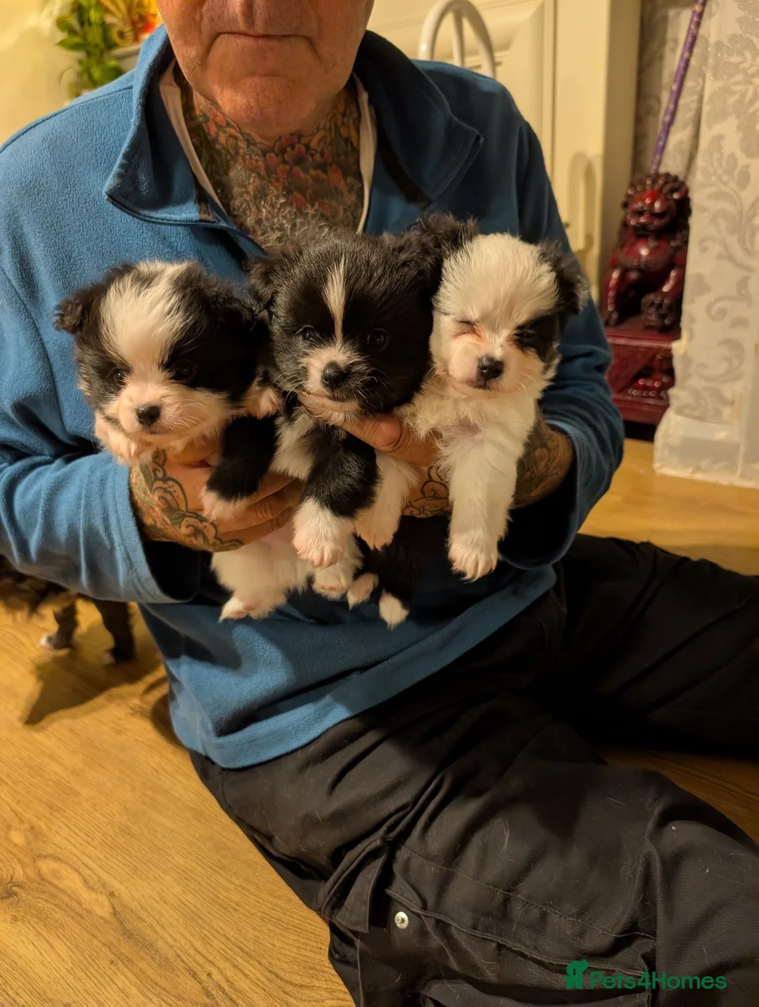 Pomchi dogs for sale: Stunning Pomchi babies - Advert 1