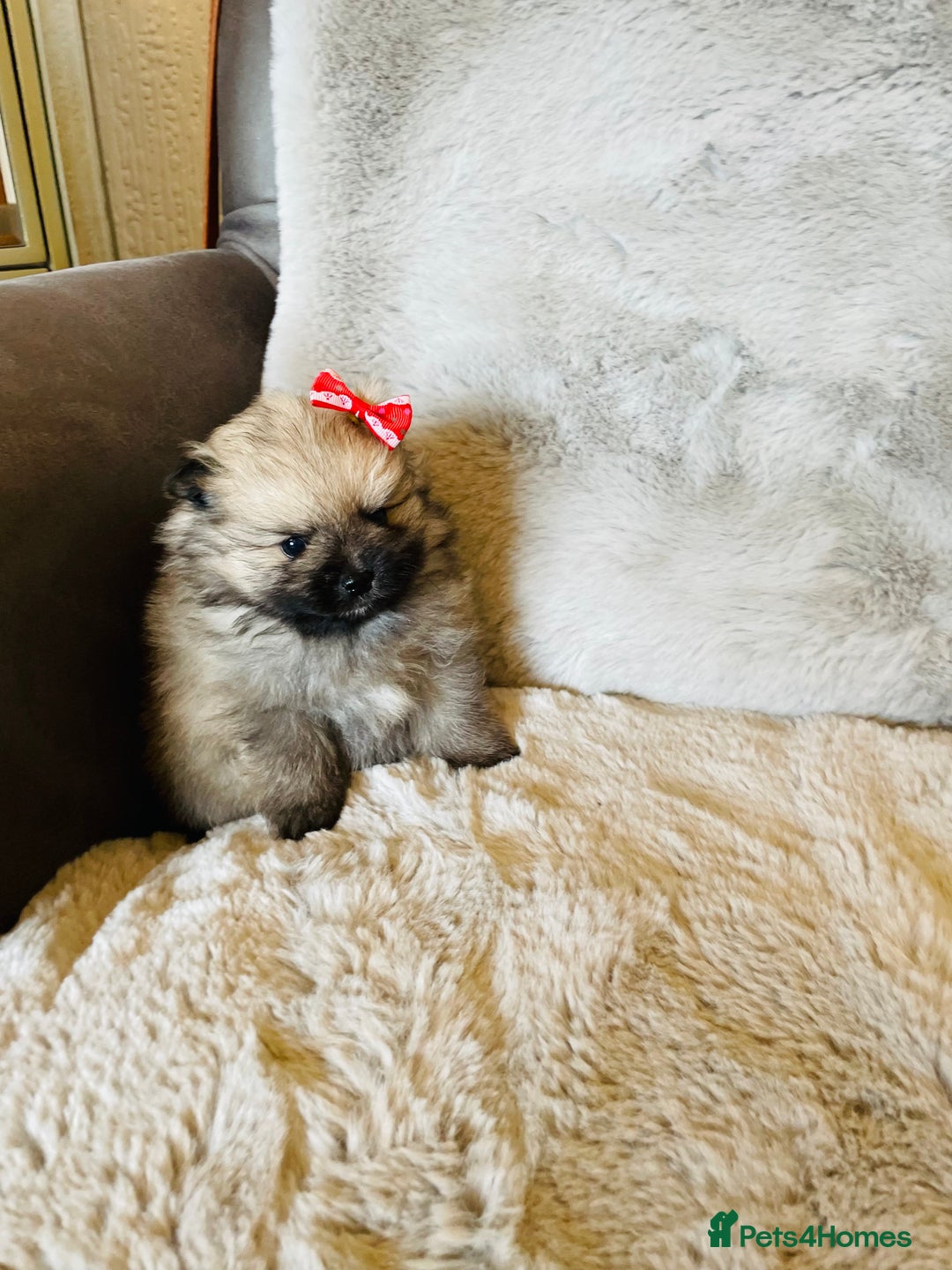 Pomeranian dogs for sale: 💕 Ready now! 1 KC Teddy Bear girl left 💕 - Advert 8