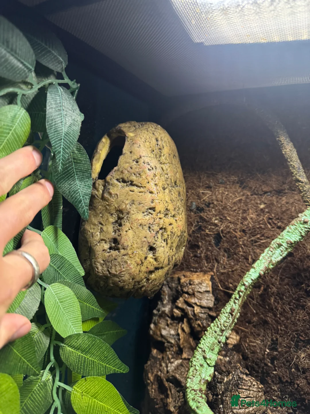 Gecko reptiles for sale: Crested Gecko with set up  - Advert 7
