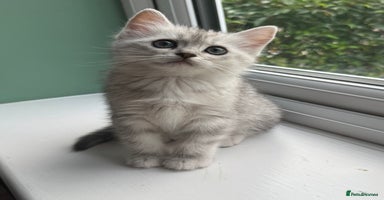 Mixed Breed cats - Advert 8