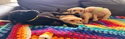 Labrador Retriever dogs for sale: Here come the boys! - Advert 25