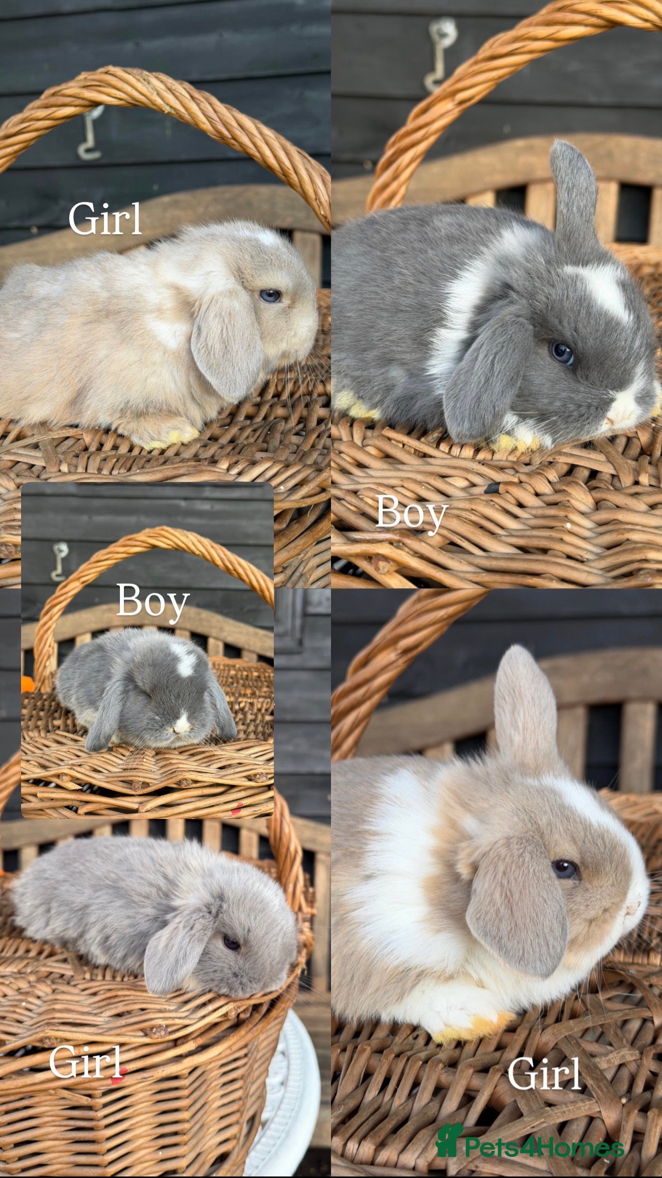 Mini Lop rabbits Pure mini lop  - Advert 2