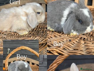 Mini Lop rabbits Pure mini lop - Advert 10