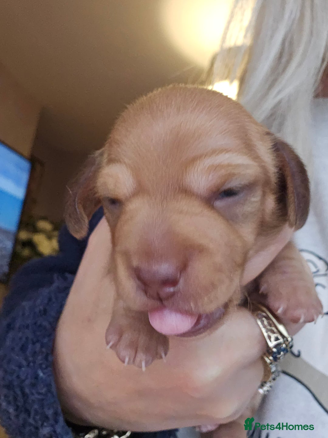 Dachshund dogs for sale: Dachshund puppies - Advert 13