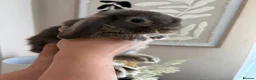 Mini Lop rabbits for sale: 13 week old female Mini Lop & 1 year old male  - Advert 1