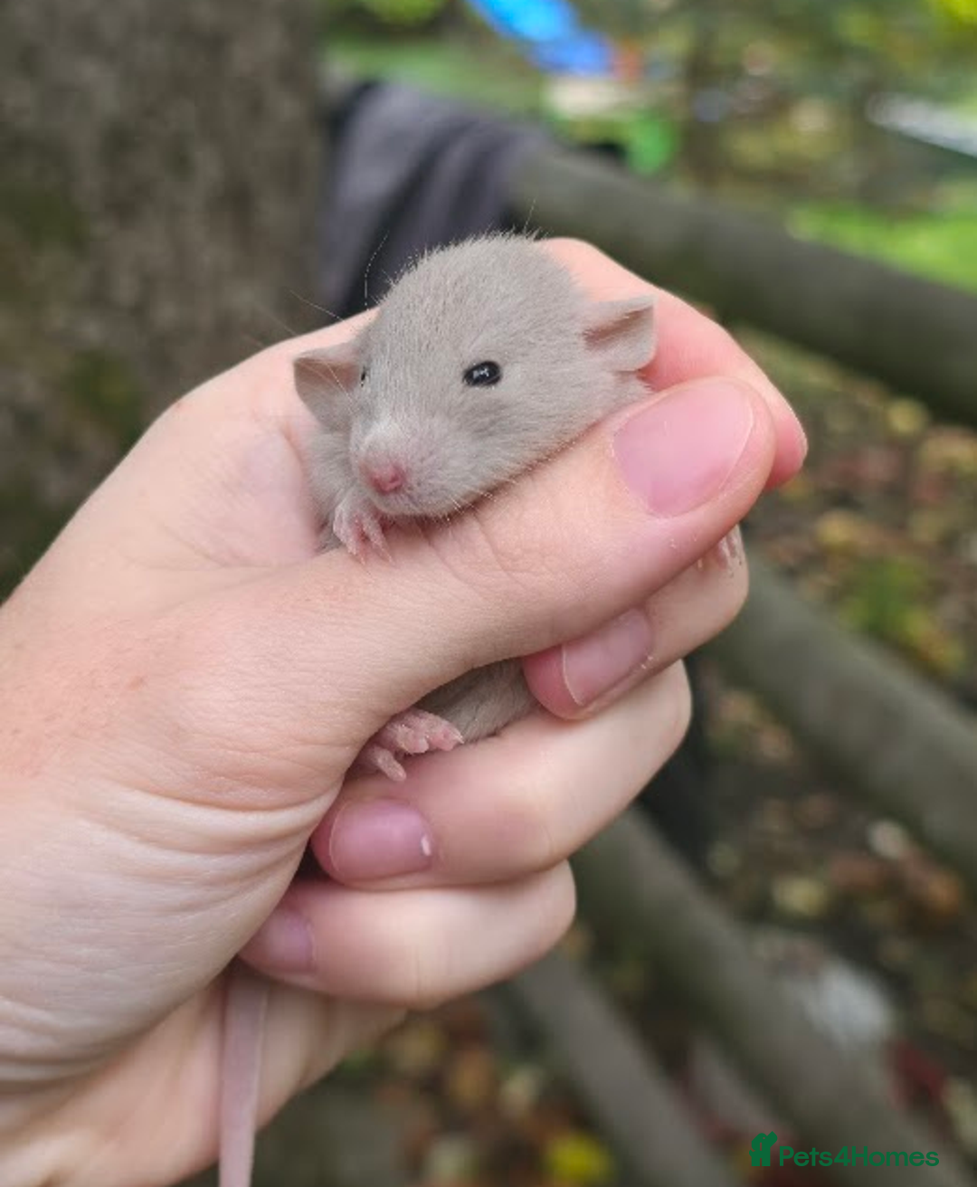 Rat rodents for sale: Lovely Fancy Rat Babies 🐀 - Image 6