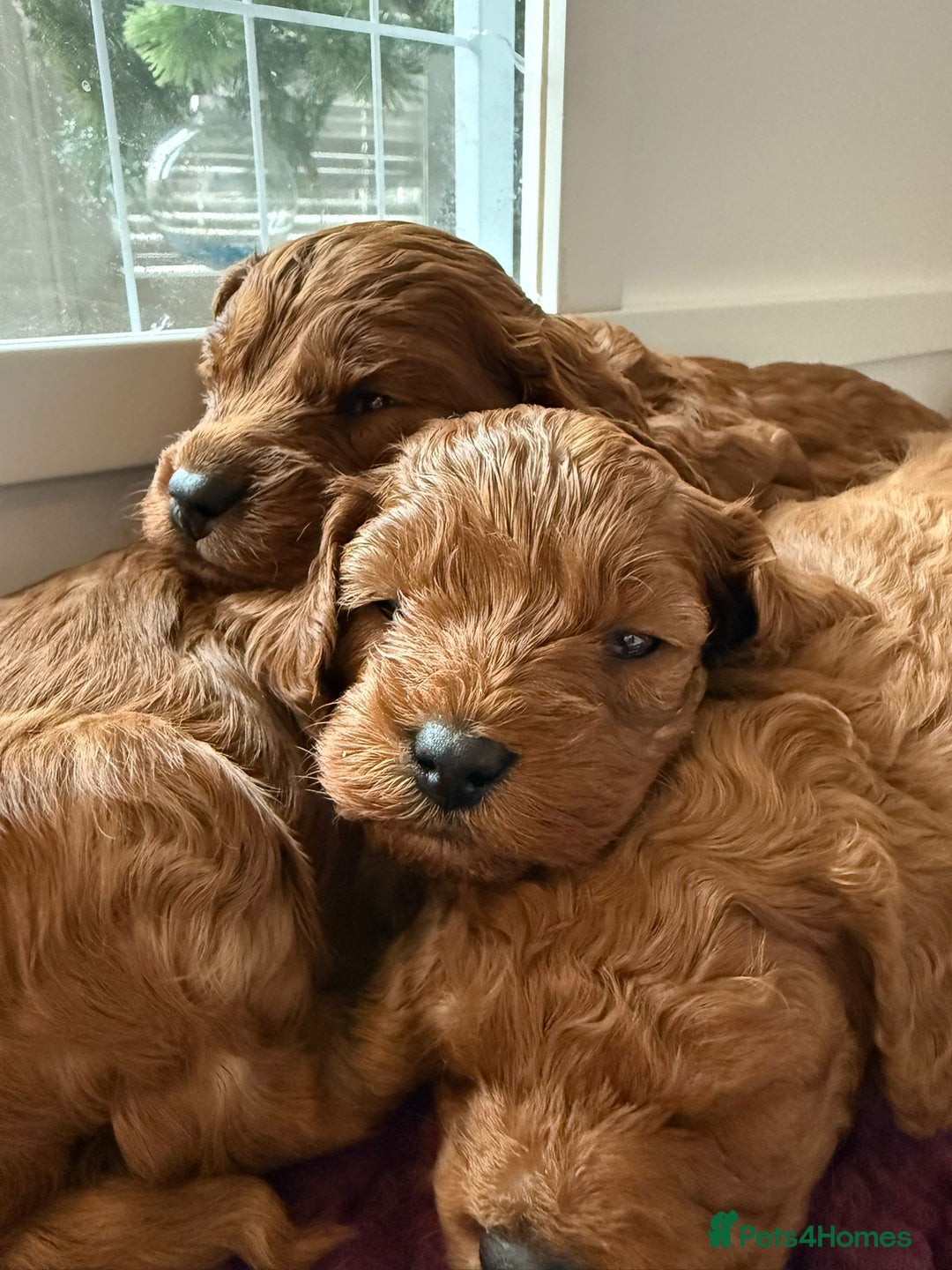 Cavapoo dogs for sale: Cavapoo puppies for sale - Advert 19