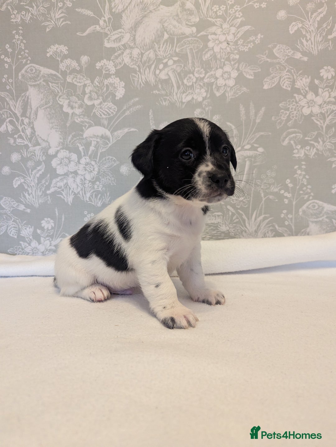 Jack Russell dogs for sale: Jack Russell puppies  - Advert 13