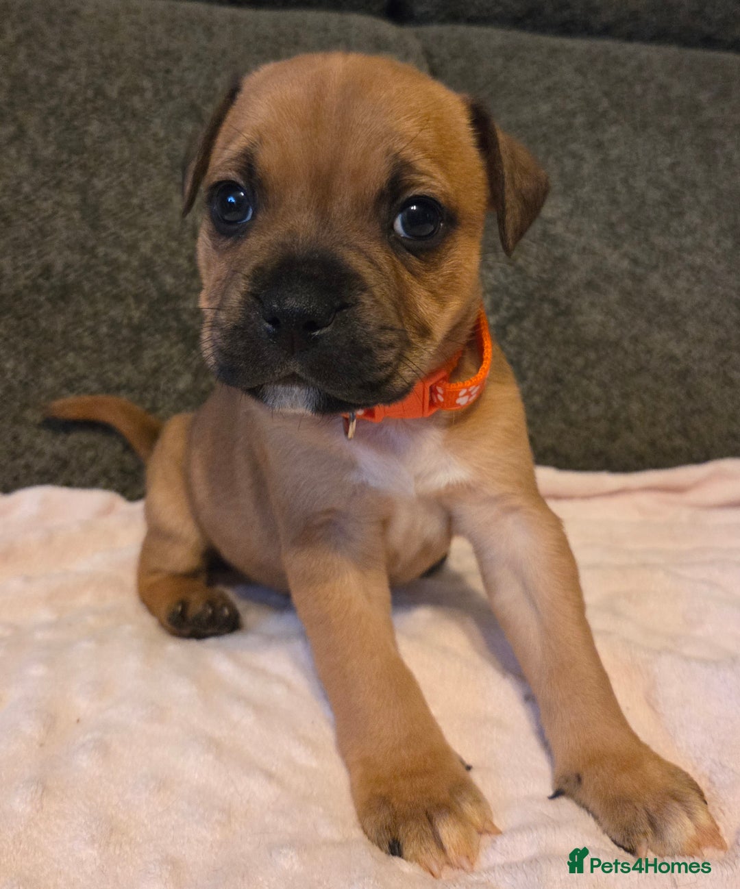 Staffordshire Bull Terrier dogs for sale: Red blue brindle Puppys Staffordshire bull terier  - Advert 14