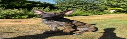 Belgian Shepherd Dog dogs for sale: Dutch Shepherd Puppies - Advert 28