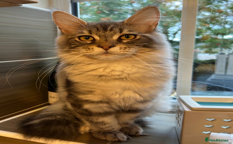 Maine Coon cats in Huddersfield - Advert 13