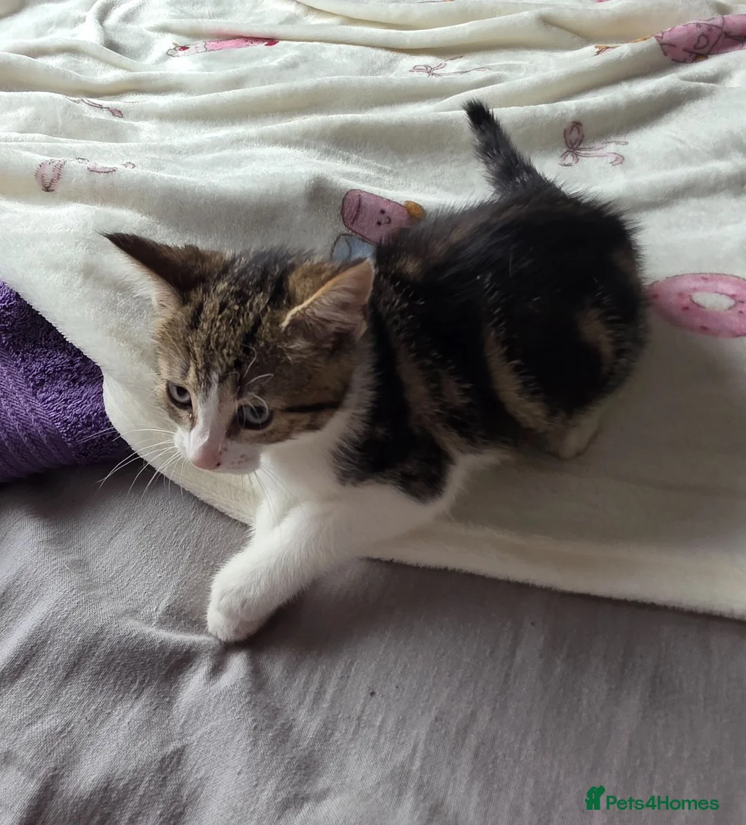 Mixed Breed cats for sale: Kittens in Skelmersdale - Advert 9