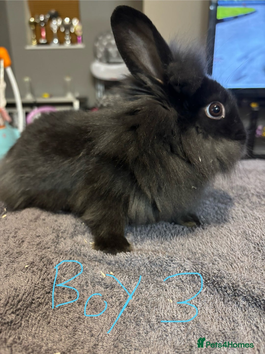 Lionhead rabbits for sale: Beautiful lionhead bunnies  - Advert 11