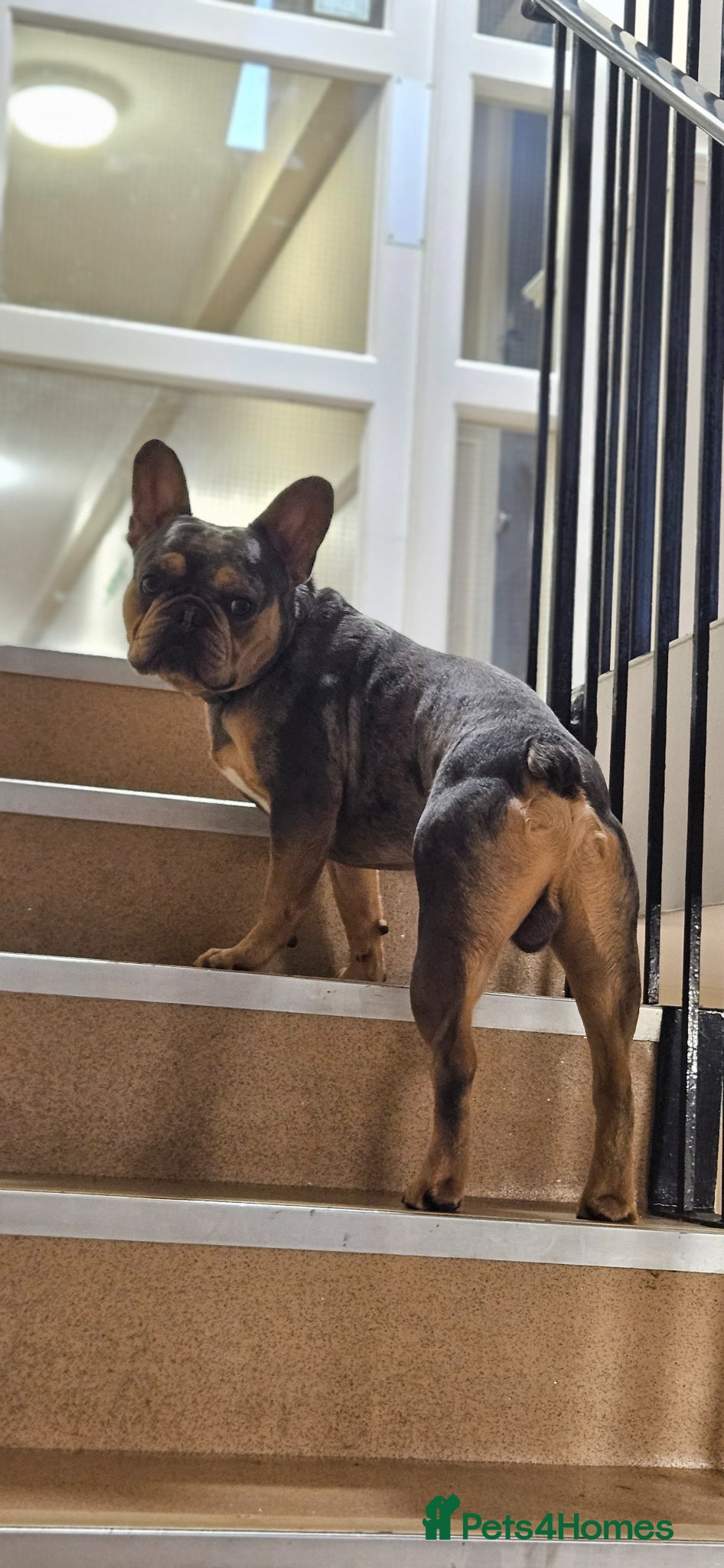 French Bulldog dogs for stud: Handsome 3yr old Frenchie Stud (full papers) - Advert 4