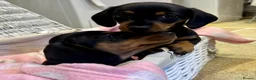 Miniature Dachshund dogs for sale: Beautiful Miniature Dachshunds - 2 boys left - Advert 9