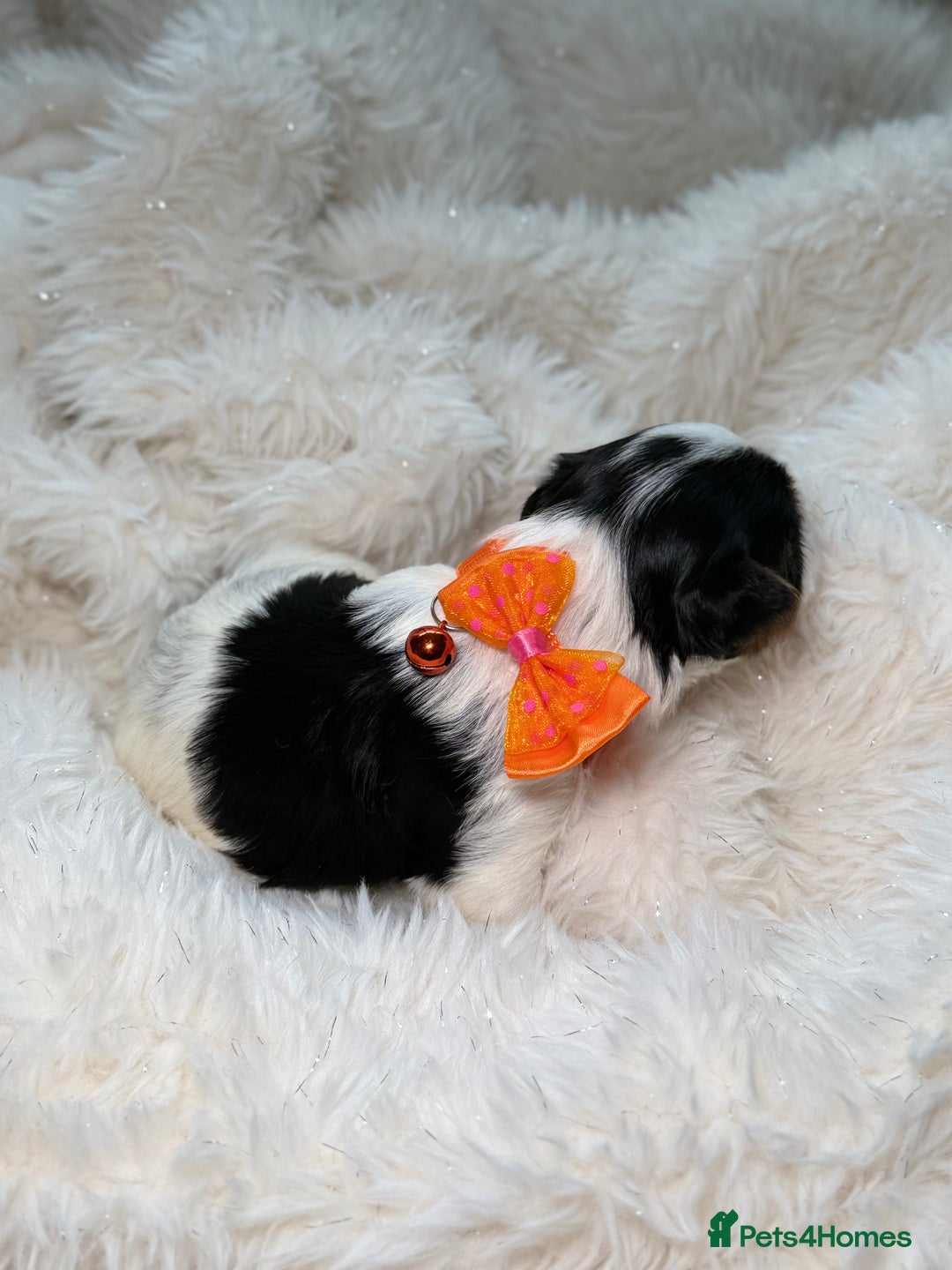 Yorkshire Terrier dogs for sale: BIEWER YORKIE PUPPIES 4 Available Licensed Breeder - Advert 3