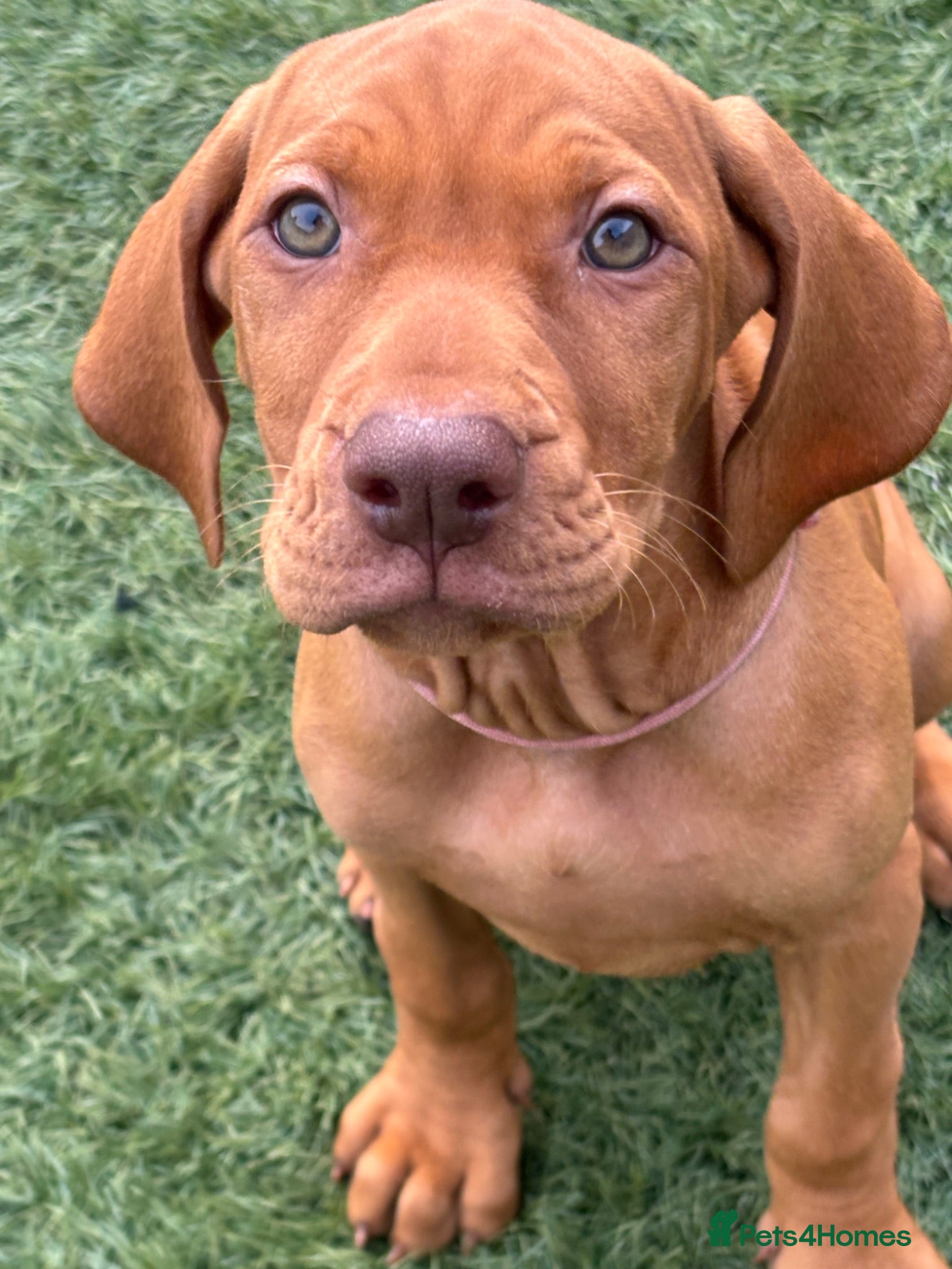 Hungarian Vizsla dogs Pedigree Hungarian Wirehaired Vizsla puppies - Advert 7