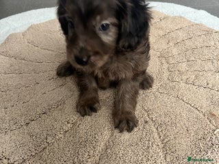 Cockapoo dogs Beautiful coloured cockapoo pups one left !! - Advert 17