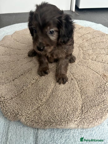Cockapoo dogs Beautiful coloured cockapoo pups one left !! - Advert 9