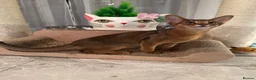 Abyssinian cats for sale: Abyssinian kittens looking for a new forever home - Advert 13