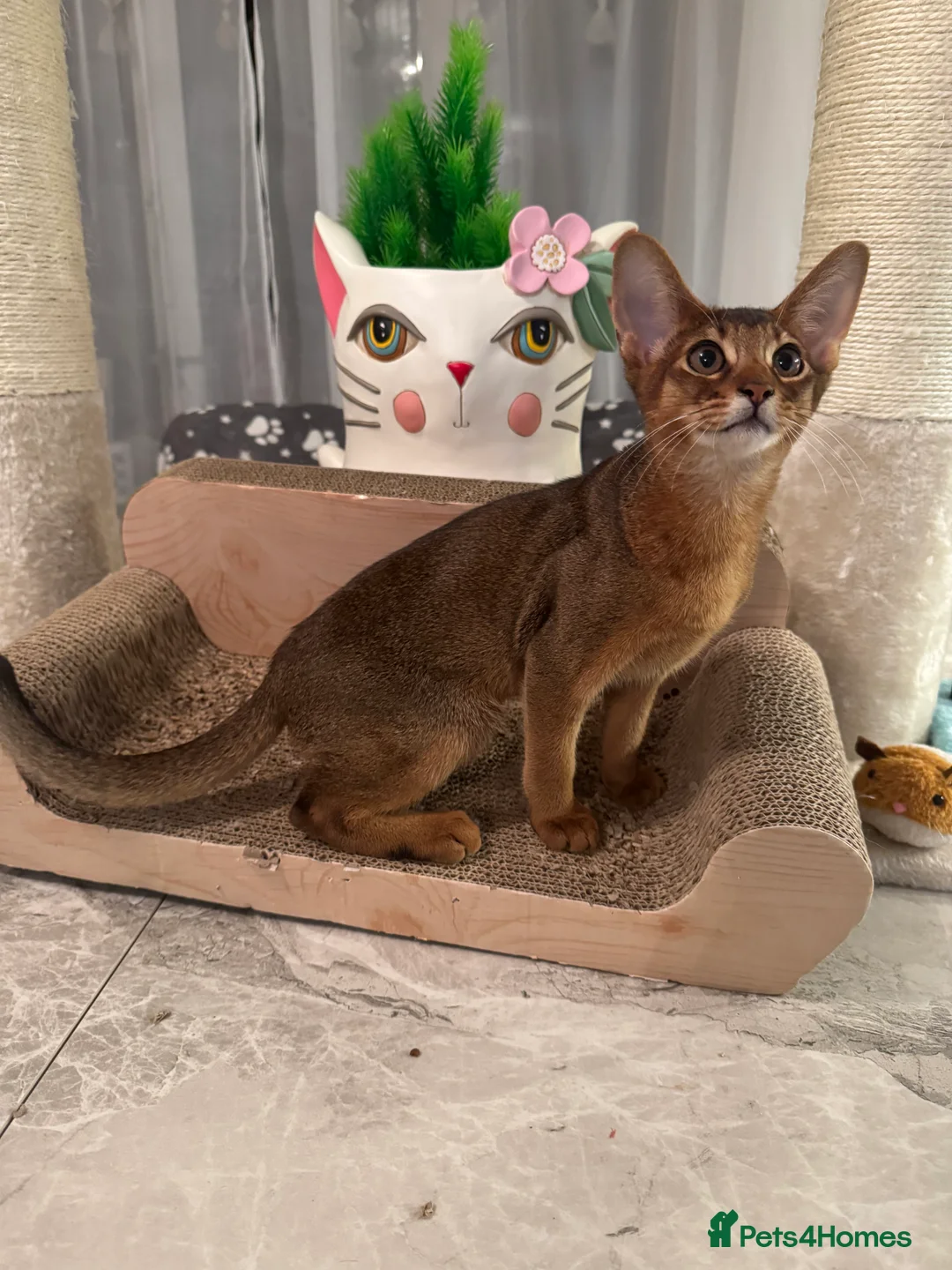 Abyssinian cats for sale: Abyssinian kittens looking for a new forever home - Advert 13