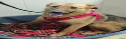 Mixed Breed dogs for adoption: ❤️🐶 MALTA – EASY TO LOVE, EASY TO LIVE WITH in Burton-on-Trent - Advert 17