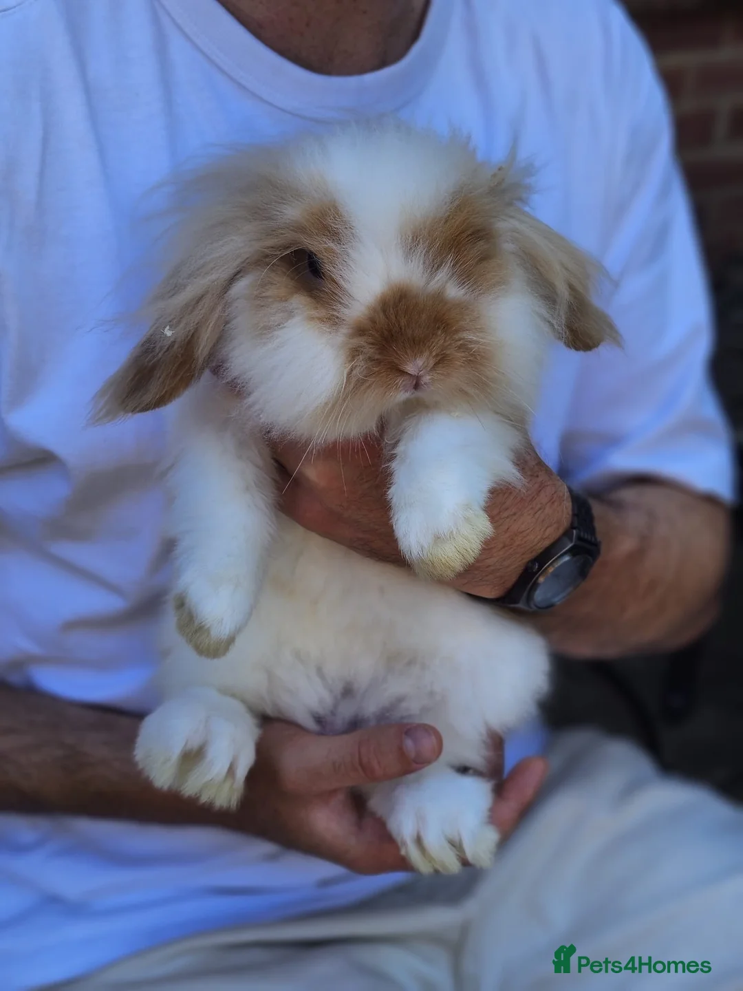 Mini Lop rabbits for sale: Chocolate Tort Butterfly Lion Lop  - Advert 2