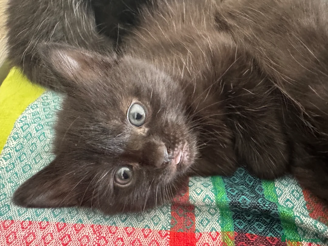 Domestic Shorthair cats for sale: White and black kittens (Currently 1 month) in Croydon - Advert 1