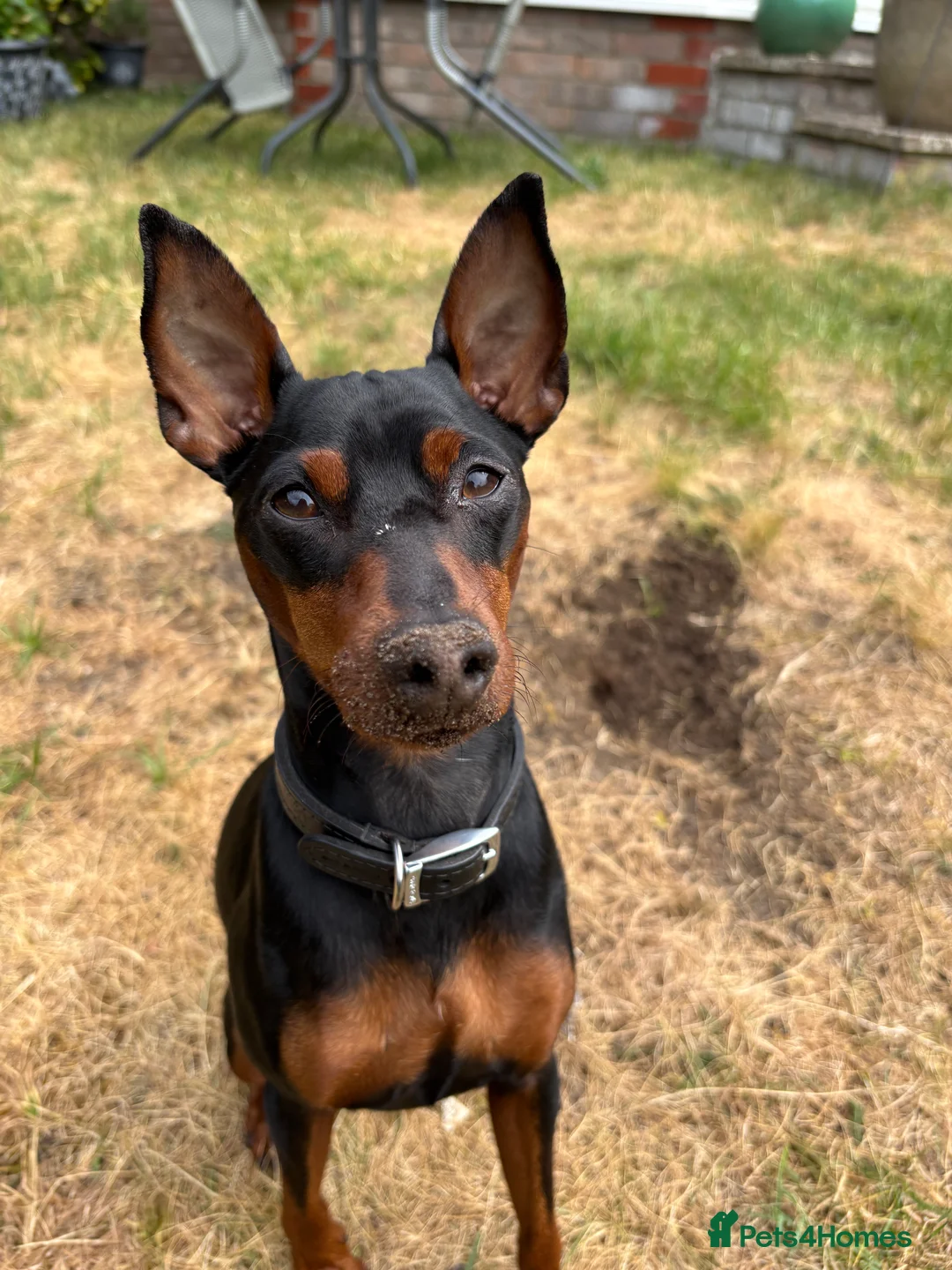 Miniature Pinscher dogs for stud: Miniature Pinscher Male Available for Stud in Enfield - Advert 1