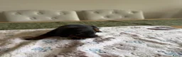 Dachshund dogs for sale: Standard kc Dachshund puppys  in Halifax - Advert 23