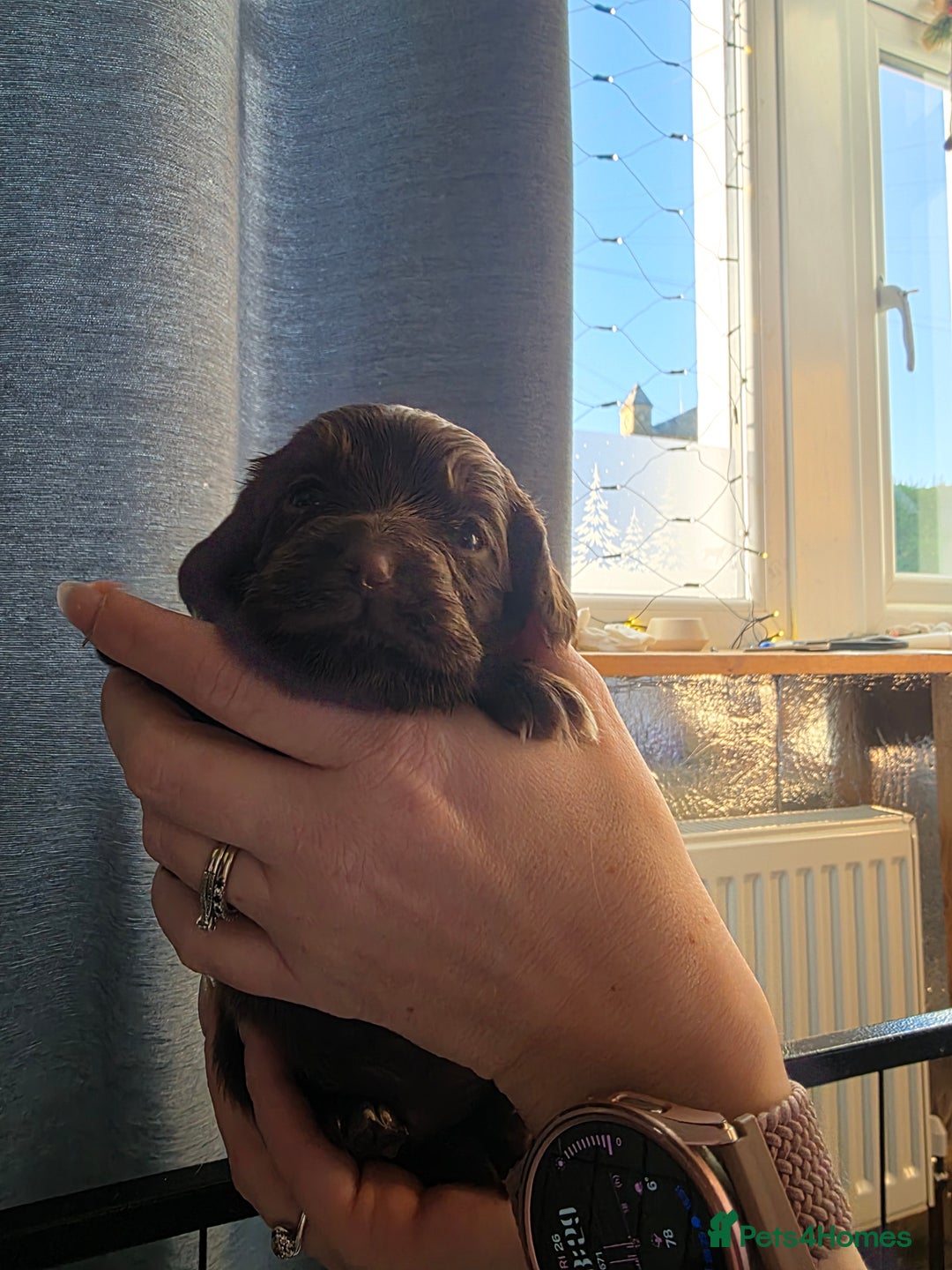Cocker Spaniel dogs for sale: Beautiful Spaniel pups! - Advert 23