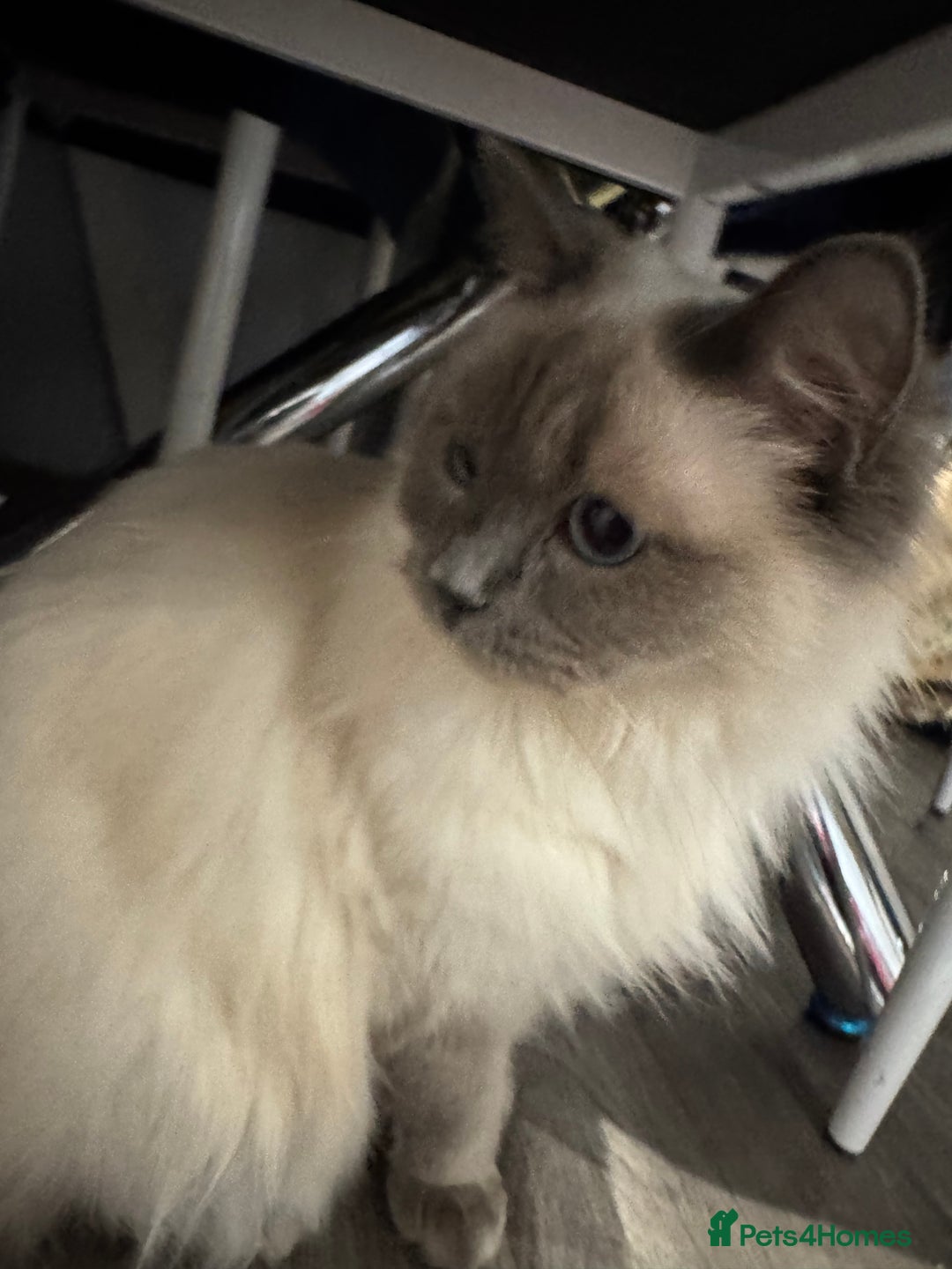 Ragdoll cats for sale: 20 month old  female ragdoll snowie  - Image 3