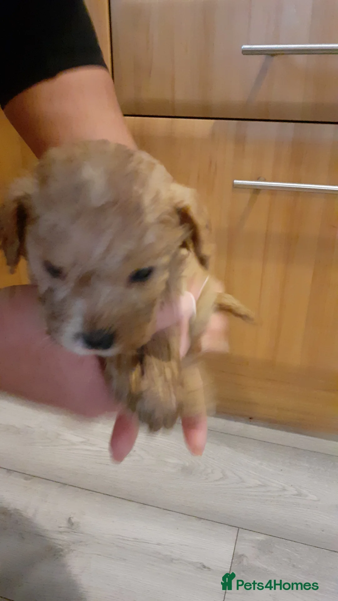Cavapoo dogs for sale: Cavapoo pups for sale - Advert 7