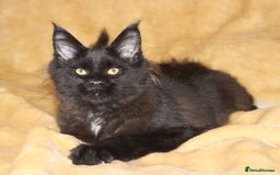 Maine Coon cats for sale: Adorable GCCF Black smoke Maine Coons kittens  - Image 10