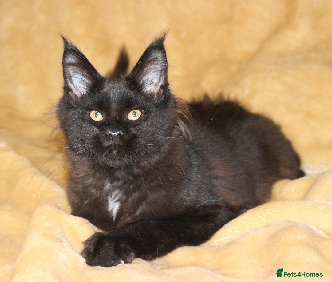 Maine Coon cats for sale: Adorable GCCF Black smoke Maine Coons kittens  - Image 10